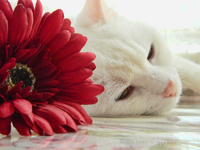 切尔西三线联动加强整体比赛节奏，切尔西 three