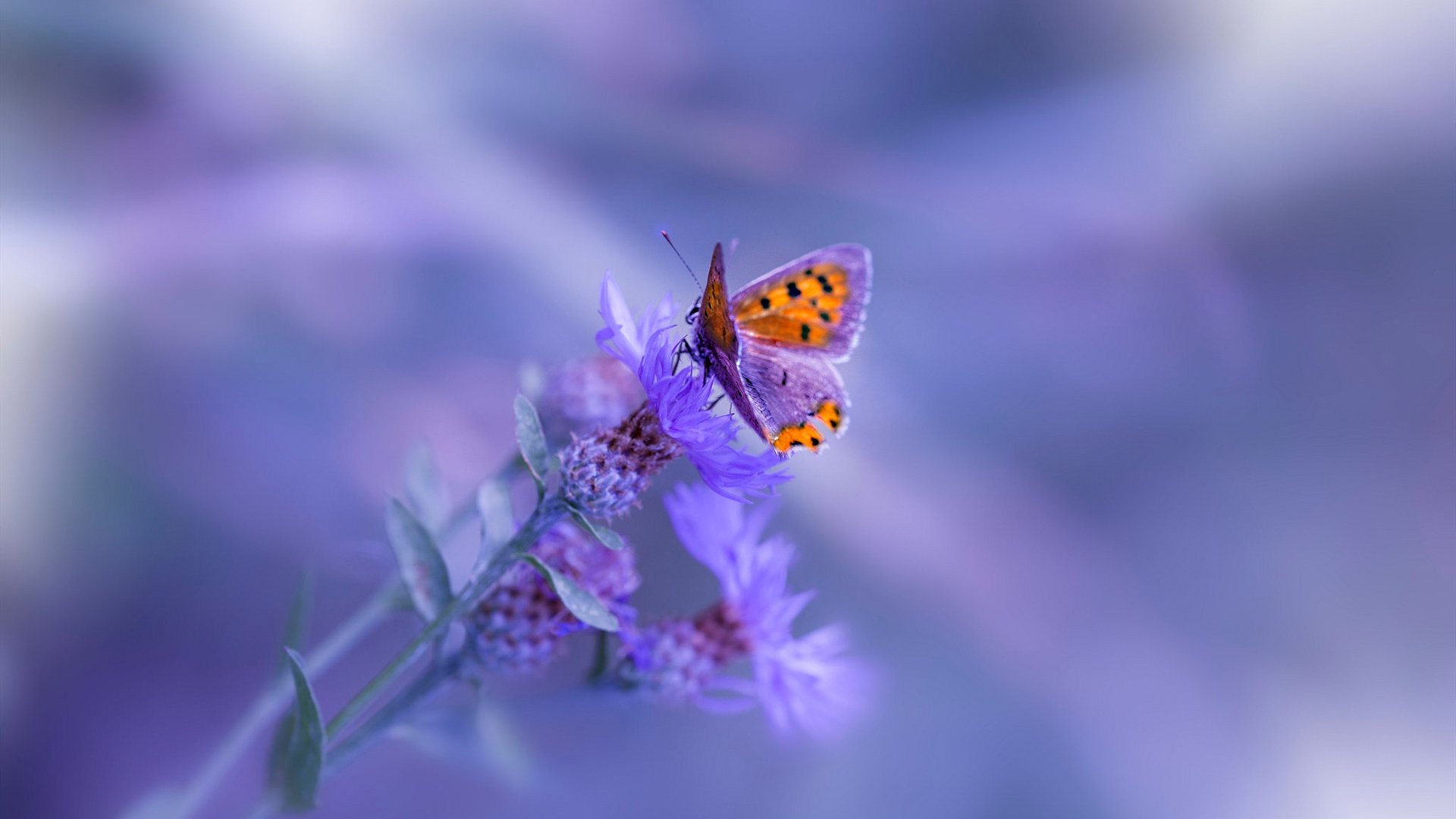 开云真人娱乐官网-尼斯后防密集站位减少失误空间