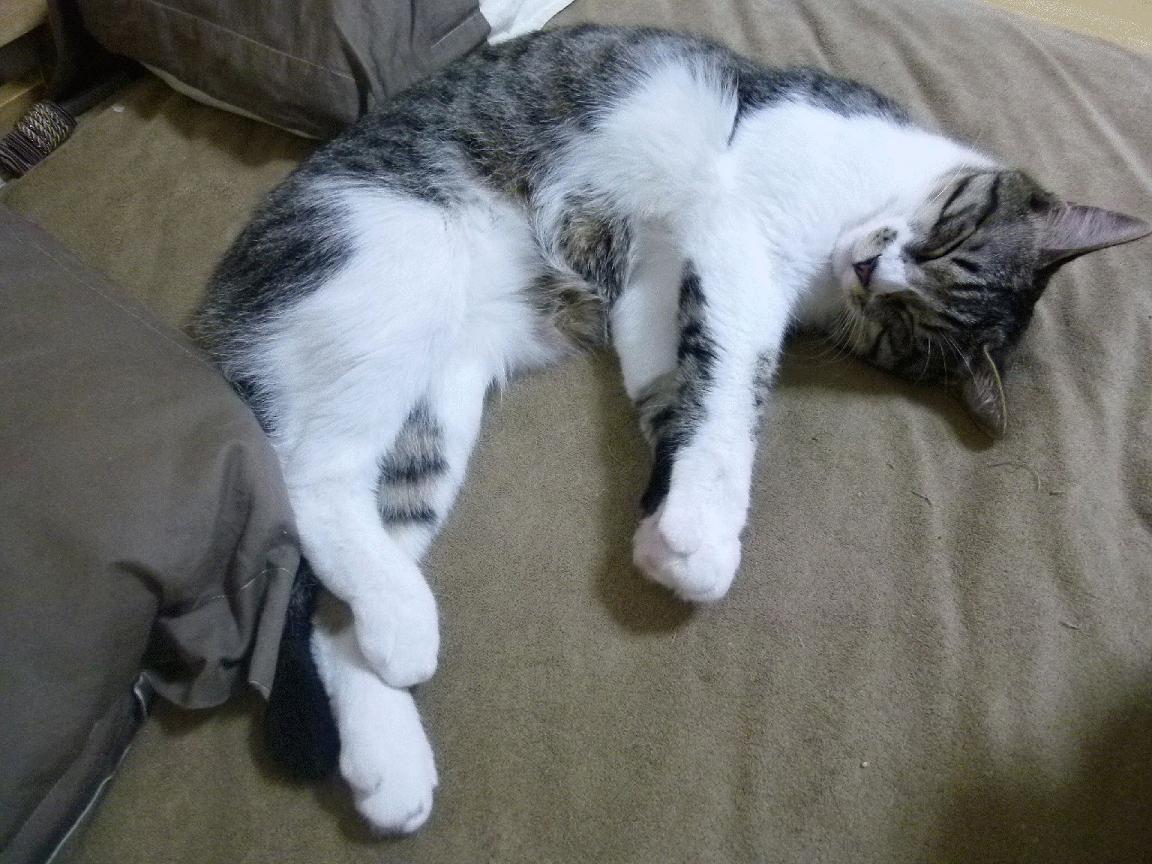 教练团队幕后功臣受赞誉，教练组成员