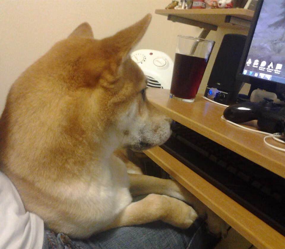 辽宁飞豹战术创新成为球队成功关键,辽宁飞豹吧 百度贴吧