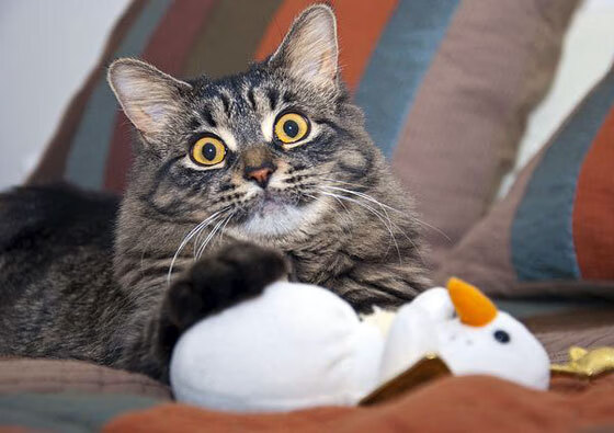 中国足球俱乐部推进城市足球地图项目,全国足球城市排名