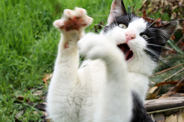 开云官网入口-主力球员表现稳定，多球员贡献进球，球队的主力是什么位置