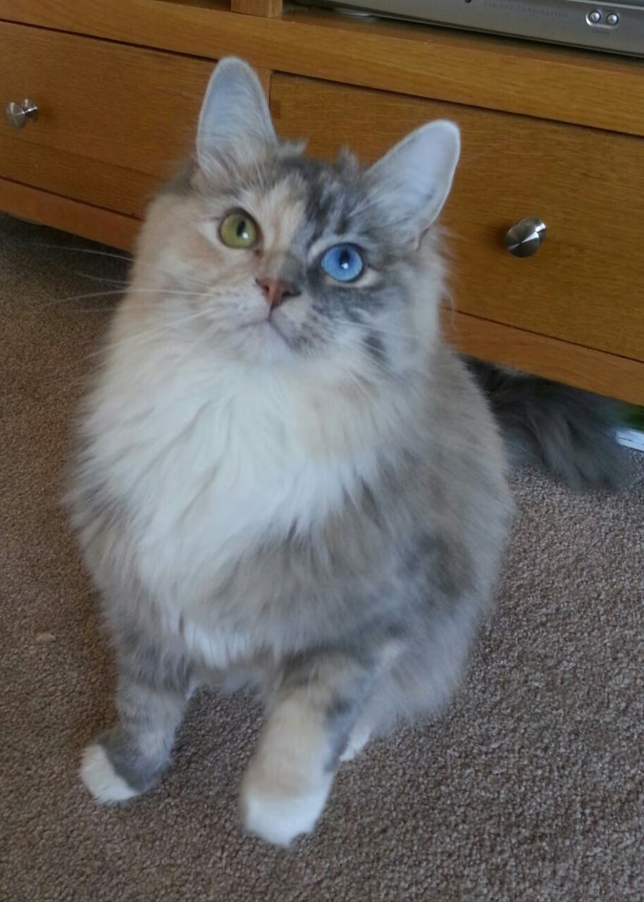 塞尔维亚男篮在欧洲预赛中奋勇拼搏,冲击奥运梦想,塞尔维亚男篮进奥运会了吗